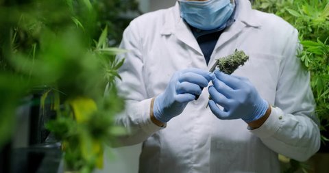 Slow motion of scientist with mask, glasses and gloves checking hemp plants in a greenhouse. Shot in 8K. Concept of herbal alternative medicine, cbd oil, pharmaceptical industry