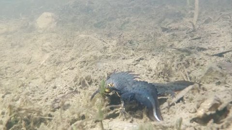 Underwater footage of northern crested newt (Triturus cristatus) have a love. Spawning warty newt in beautiful clear pond. Wetlend habitat. Underwater video.
