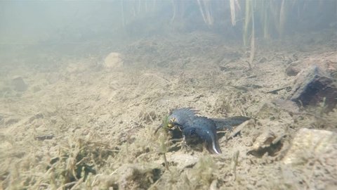 Underwater footage of northern crested newt (Triturus cristatus) have a love. Spawning warty newt in beautiful clear pond. Wetlend habitat. Underwater video.