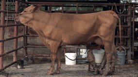Beautiful brown cow is milked for milk production, the worker takes out jets of delicious fresh milk manually or artisanal