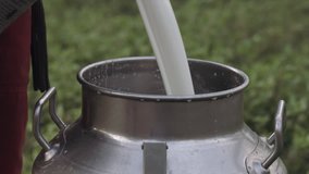 Jet of delicious fresh and white milk, falls into the metal pitcher to be stored. Production of milk, cheese and derivatives. Closeup