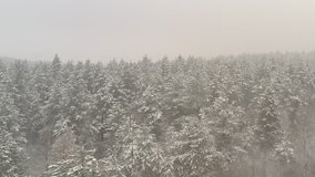 Mist over the trees in the woods 4K aerial video