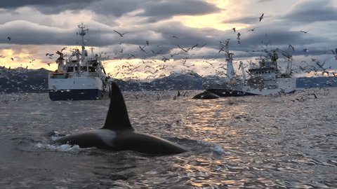 Slow motion - Orcas and humpback whales feeding between fishing boats.  Humpback whales hunting for herrings in the fjords of Norway in winter. Together with orcas and fin whales, they follow the big 