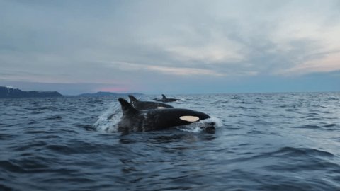 Orcas, killer whales or Orcinus orca how they are called in latin, are following big schoals of herrings to the fjords of northern Norway.
