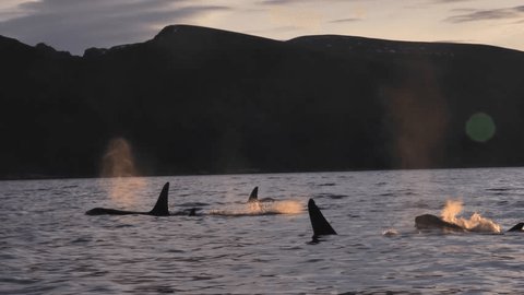 Orcas, killer whales or Orcinus orca how they are called in latin, are following big schoals of herrings to the fjords of northern Norway.
