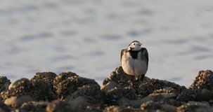 A detailed video of a young wagtail on a beach with rocks full of lots of little shells. White Pied Wagtail, Motacilla alba.