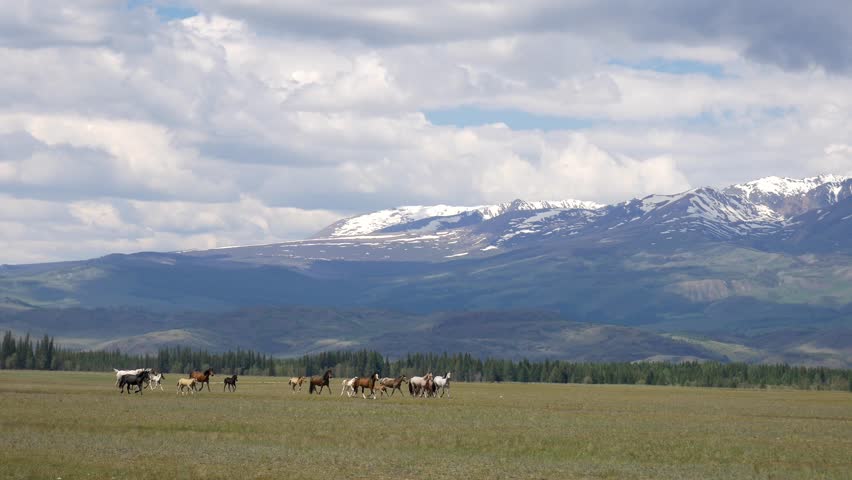 Wild horses in highlands