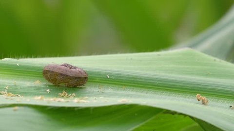 Fall armyworm pests in corn fields in Uthai Thani Province, Thailand. The fall armyworm on maize. Adult stage or fully grown caterpillars are the easiest to identify. 