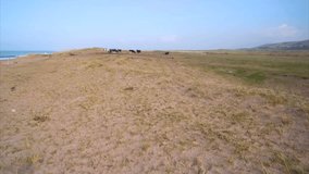 Aerial drone footage of domestic herd of cattle on landscape. Tracking shot of cows grazing on field. Beautiful view of beach and sea is in the background. Overhead perspective. HD 1080 video.