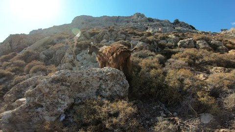 Local sight. Mountain goat on a rock in Greece, Rhodes
