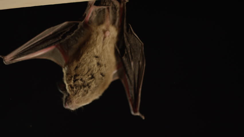 bat on stick