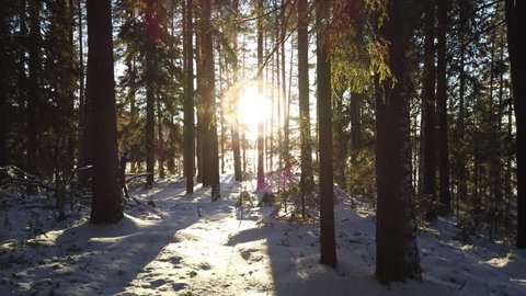 Sun shining through the trees in a snowy pine wood forest