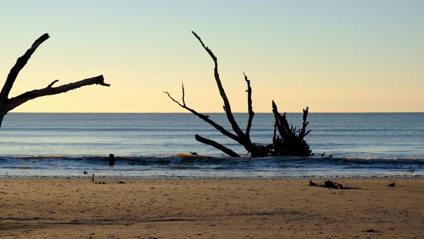 Dead trees on the Atlantic ocean beach, Botany Bay beach, Edisto Island, SC, USA