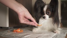 Dog Papillon eats tangerine with appetite stock footage video