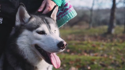 Young beautiful woman walks and plays with her Husky dog in autumn forest. Slow motion