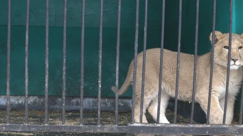 Lion cub is not free in small cages with terrible conditions. Big wild cats behind bars