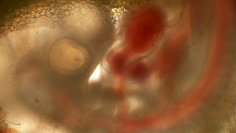 heartbeat and blood flow through the vessels in a chicken embryo in an egg
