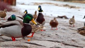 Group of Male mallard ducks are eating by a river. Someone is feeding them on the stone road near water. It is bird in czech nature.