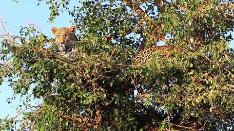 Two young male leopards sit on branches in a tree in Greater Kruger National Park in South Africa. One leopard moves its head and looks around. Blue sky in the background.