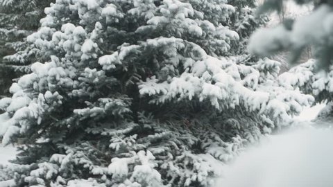 Winter season. Snowy fir trees are in snowstorm.
