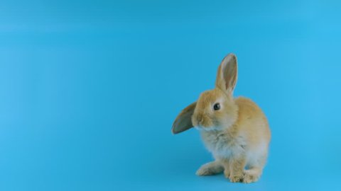 Brown bunny with one ear up, stands up on two legs, sniffing, looking at camera, blue background ready for chroma key