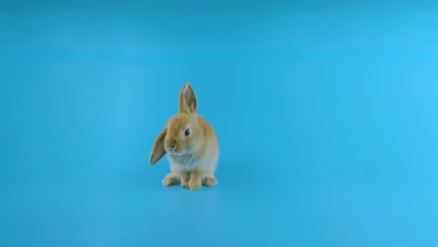Brown rabbit with one ear down, stands up on two legs, sniffing, looking around, blue screen ready for chroma key Royalty-Free Stock Footage #1023195601