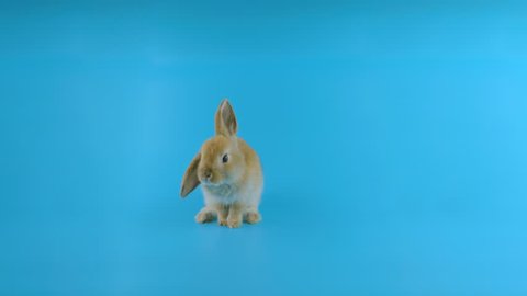 Brown rabbit with one ear down, stands up on two legs, sniffing, looking around, blue screen ready for chroma key