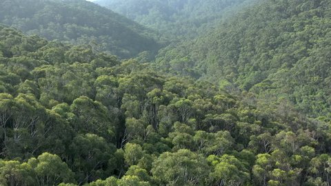 Australian Jungle and Tree Canopy in the Summer Aerial Reveal and Flyover