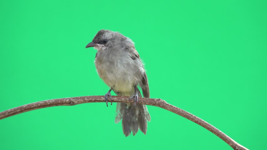 Close up of young bird  perching on branch scratching head with left leg on green screen background ,4K video.
Fledgling bulbul bird,front view .