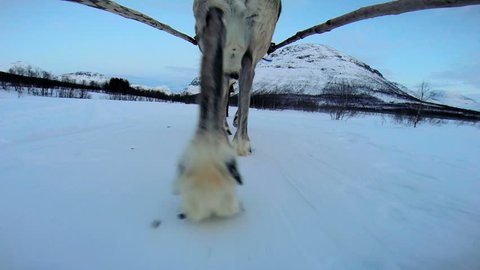 POV Norwegian Reindeer motion pulling sledge snow covered landscape Northern Hemisphere Scandinavia