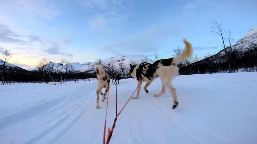 POV handler challenging his team of husky dogs as they pull sledge over extreme snow covered terrain Norway Scandinavia