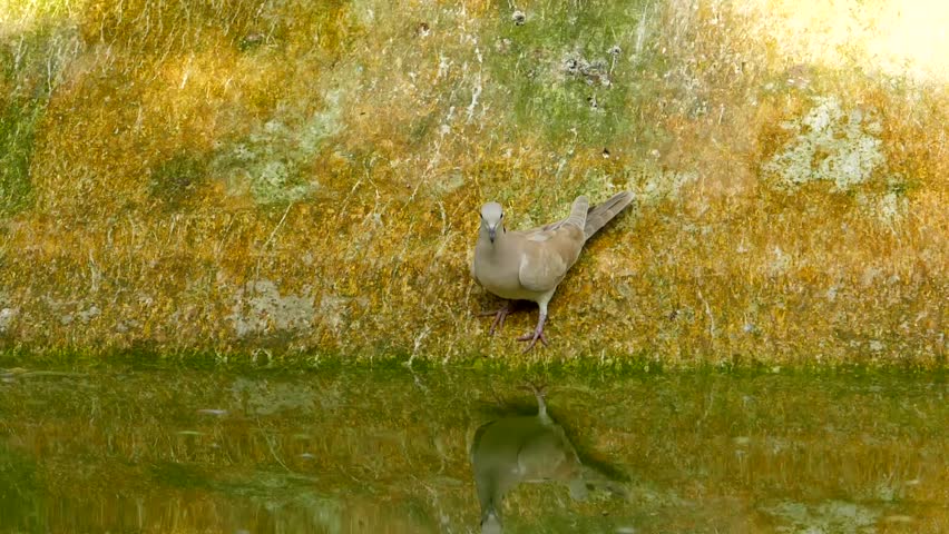 slow motion shot of single grey dove drinking water