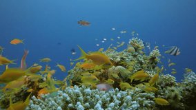 Tropical Underwater Colorful Reef. Picture of underwater coral garden and vibrant fish in the tropical reef of the Red Sea Dahab Egypt.