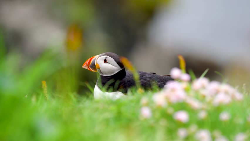 A puffin rests on a cliff edge in Scotland, Treshnish Isles