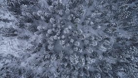 Top down view of the forest in winter. Winter landscape in the forest. Flying over winter forest.