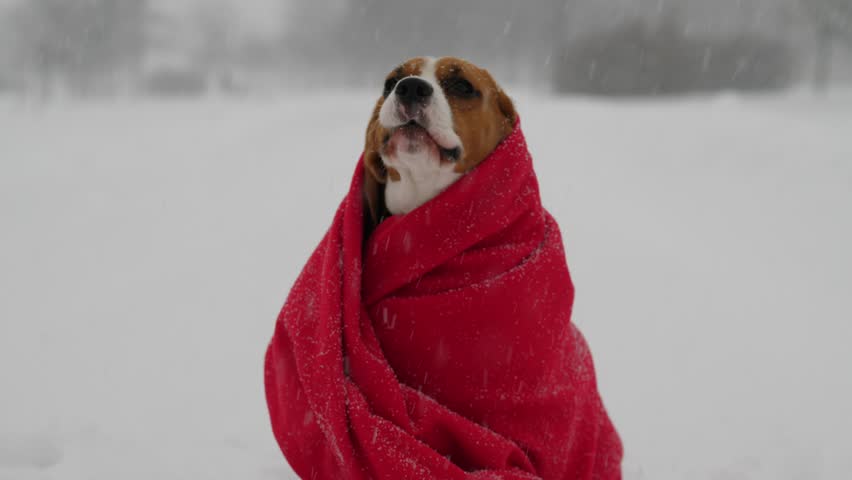 dog blanket winter