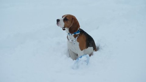 Beagle sitting in snow, turn head and look round, want to play with someone but nobody around. Winter season, snow falling. Ring toy lie near on snowbank