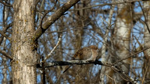 American Mourning Dove zenaida macroura or rain dove perched on tree branch.