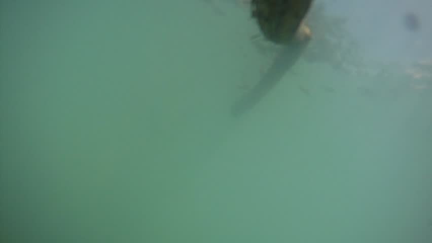 Cute Husky mix dog plays fetch with a stick on a beautiful summer day swimming in a lake located in Jasper Alberta Canada filmed in slow motion
