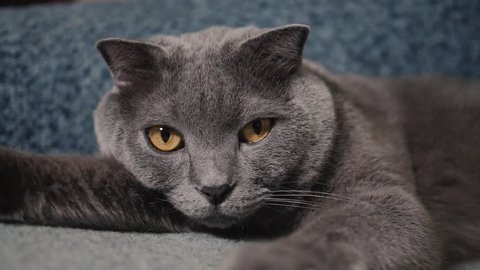 British cat lying on floor on his back, trying to sleep. British cat happy. Young cute cat is resting on wooden floor. British cat lying on  floor on his back, trying to sleep. British shorthair lies