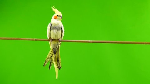 Corella parrot isolated on green screen