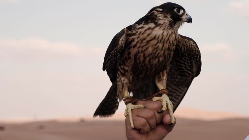 Falcon bird sitting on a man