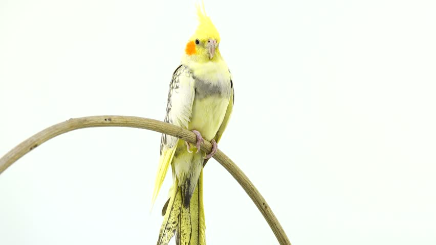 parrot corella isolated on white screen