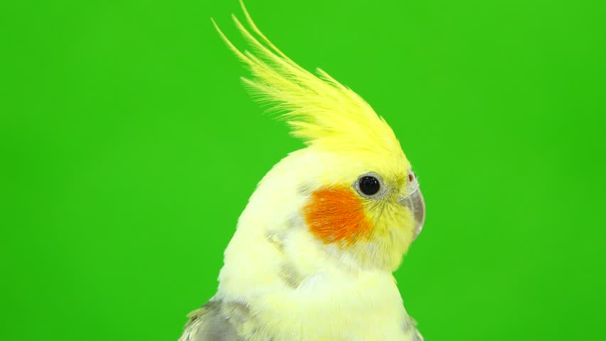 portrait of a parrot corella on green screen