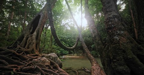 Jungle forest trees and lianas. Sun light shines through rainforest canopy and natural water stream flows among roots ans stone cascades