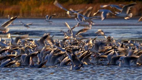 Black-headed gulls (Chroicocephalus ridibundus) fishing at sunset