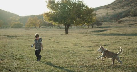 Baby husky dog playing with a cute boy three years old in the middle of field , they spending a good time together