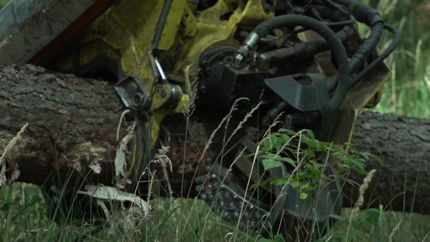 The chainsaw on a logging machine cuts a fallen tree into sections in slow motion
