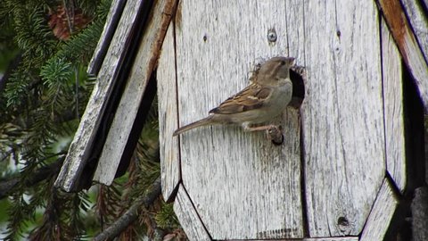 Brown House Sparrows Feeding their Young in a Birdhouse