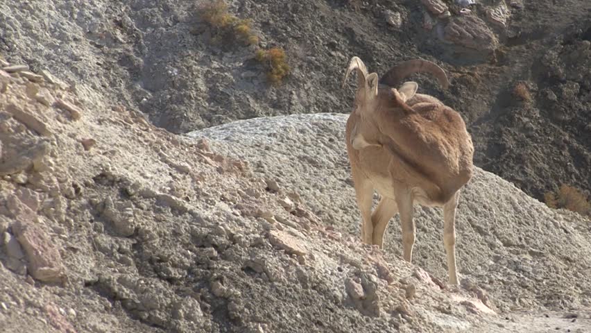 Kazakhstan. Mangistau. Ustyurt Plateau. Mountain sheep.